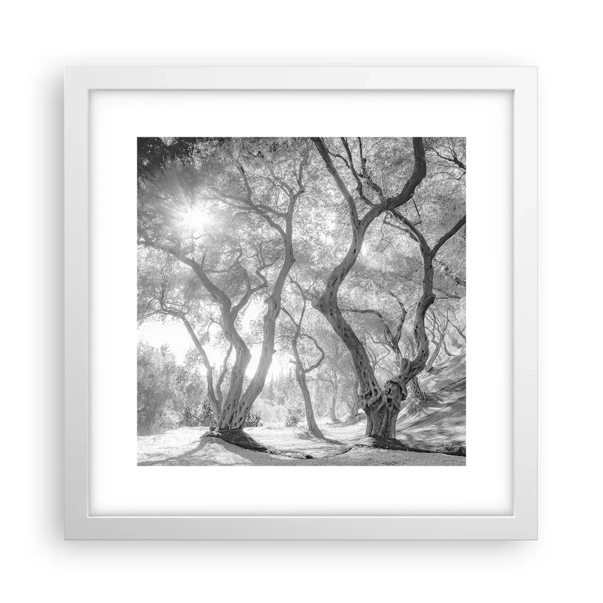 Affiche dans un cadre blanc - Poster - Dans l'oliveraie - 30x30 cm