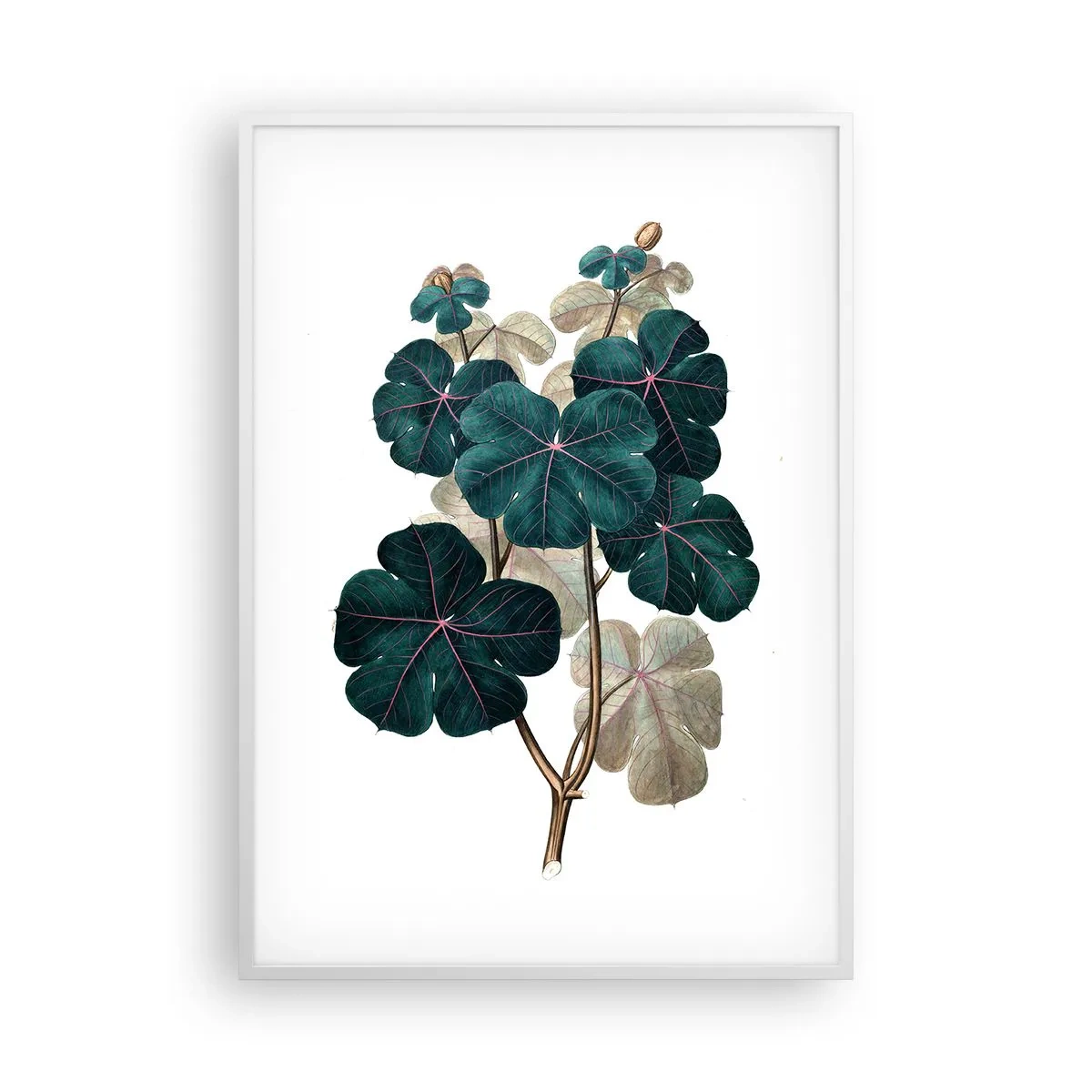 Affiche dans un cadre blanc - Poster - De l'ancien herbier - 70x100 cm