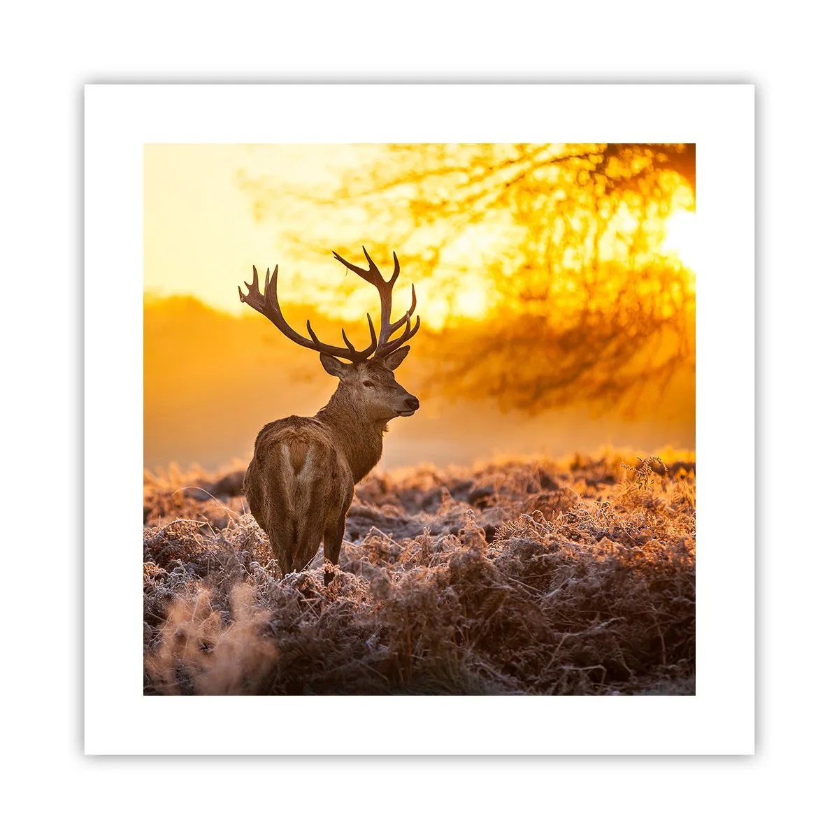 Affiche - Poster - Roi de la forêt automnal - 40x40 cm