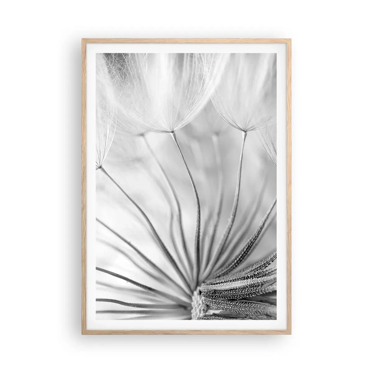 Affiche dans un chêne clair - Poster - Aigrette avant son envol - 70x100 cm