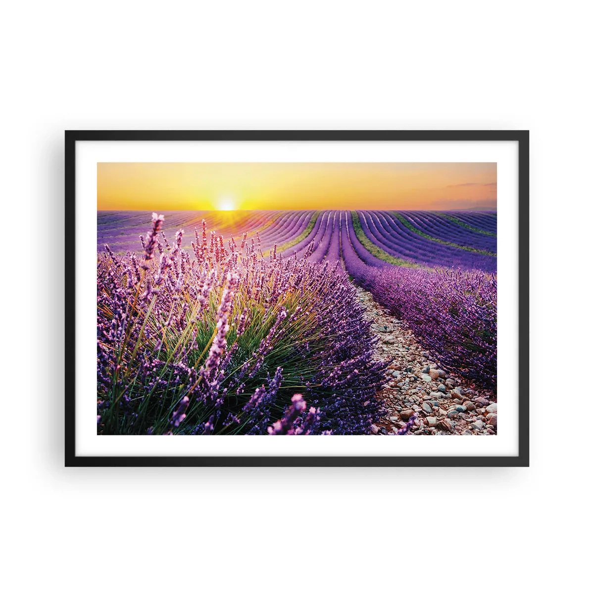 Affiche dans un cadre noir - Poster - Champ de lavande au coucher du soleil - 70x50cm - Tige parfumée - Décoration murale moderne pour le salon et la chambre ARTTOR