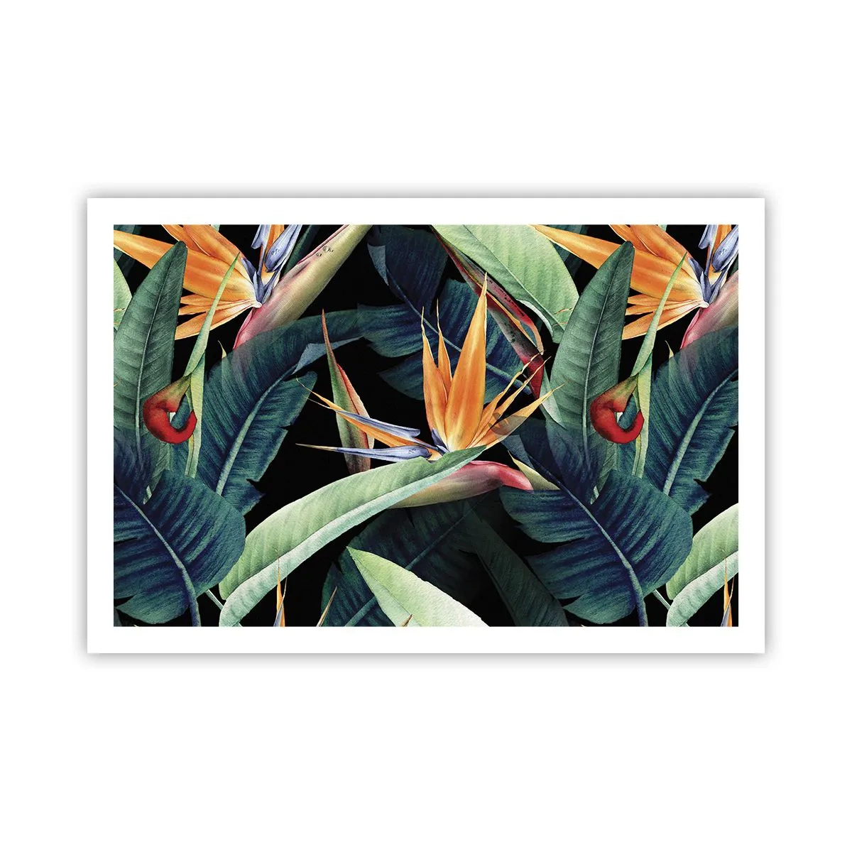 Affiche - Poster - Fleurs flamboyantes des tropiques - 91x61 cm