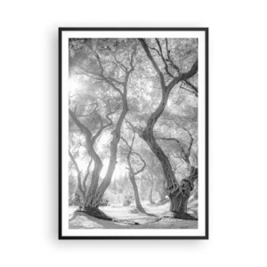 Affiche dans un cadre noir - Poster - Dans l'oliveraie - 70x100 cm