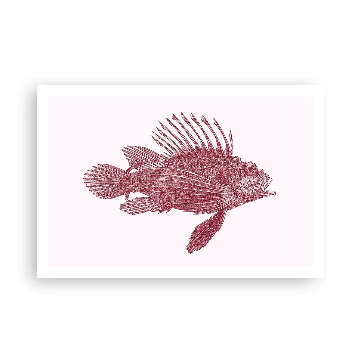 Affiche - Poster - Un habitant des eaux exotiques - 91x61 cm