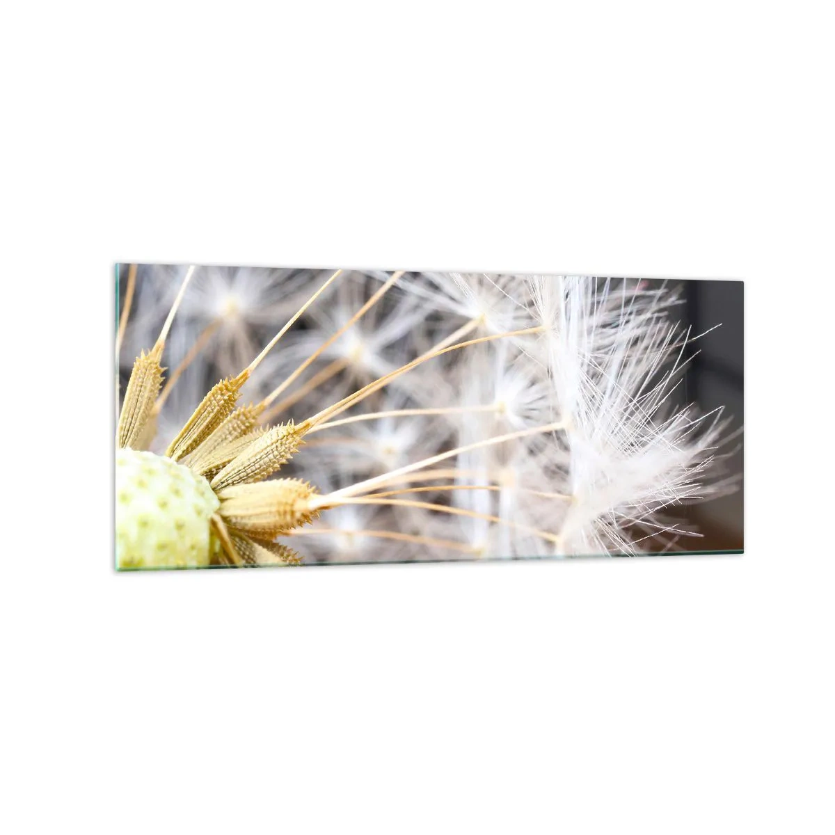 Impression sur verre - Image sur verre - Photographie macro d'un pissenlit aux graines délicates - 120x50cm - Juste avant le départ - Décoration murale moderne pour le salon et la chambre ARTTOR