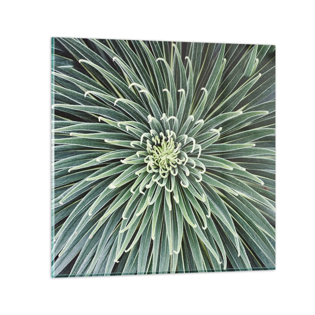 Impression sur verre - Image sur verre - Naissance d'une étoile - 40x40 cm