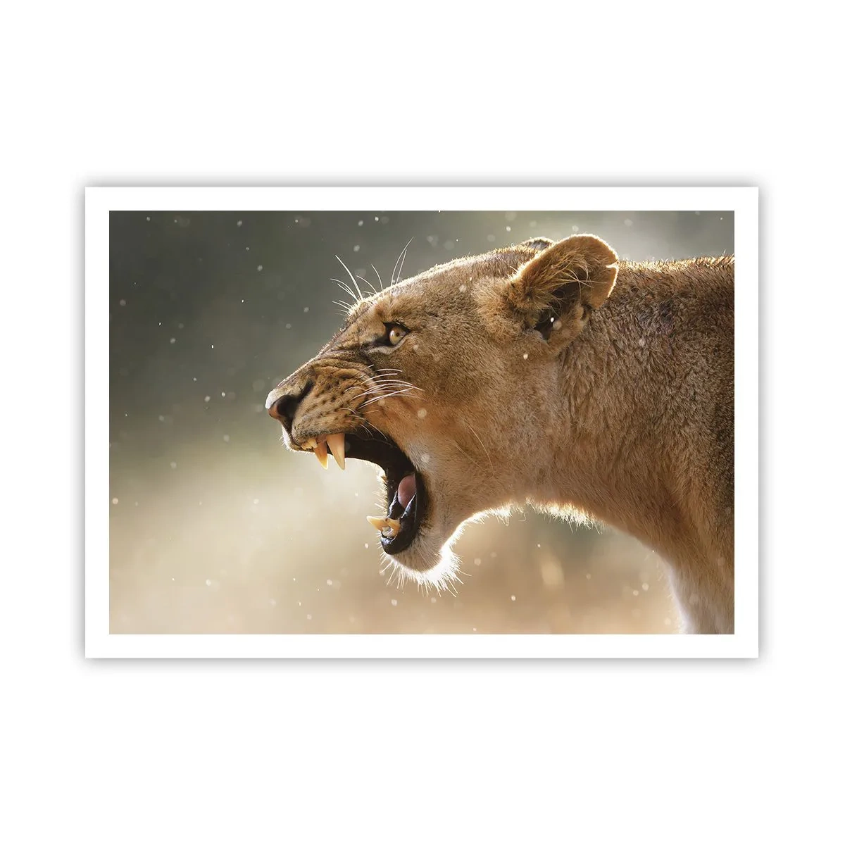 Affiche - Poster - Portrait d'une lionne rugissante à la lumière naturelle - 100x70cm - Essayez  de ne pas écouter - Décoration murale moderne pour le salon et la chambre ARTTOR