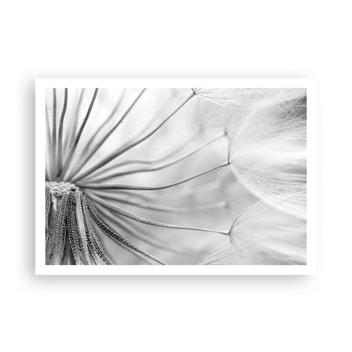 Affiche - Poster - Pissenlits délicats dans des tons noir et blanc - 100x70cm - Aigrette avant son envol - Décoration murale moderne pour le salon et la chambre ARTTOR