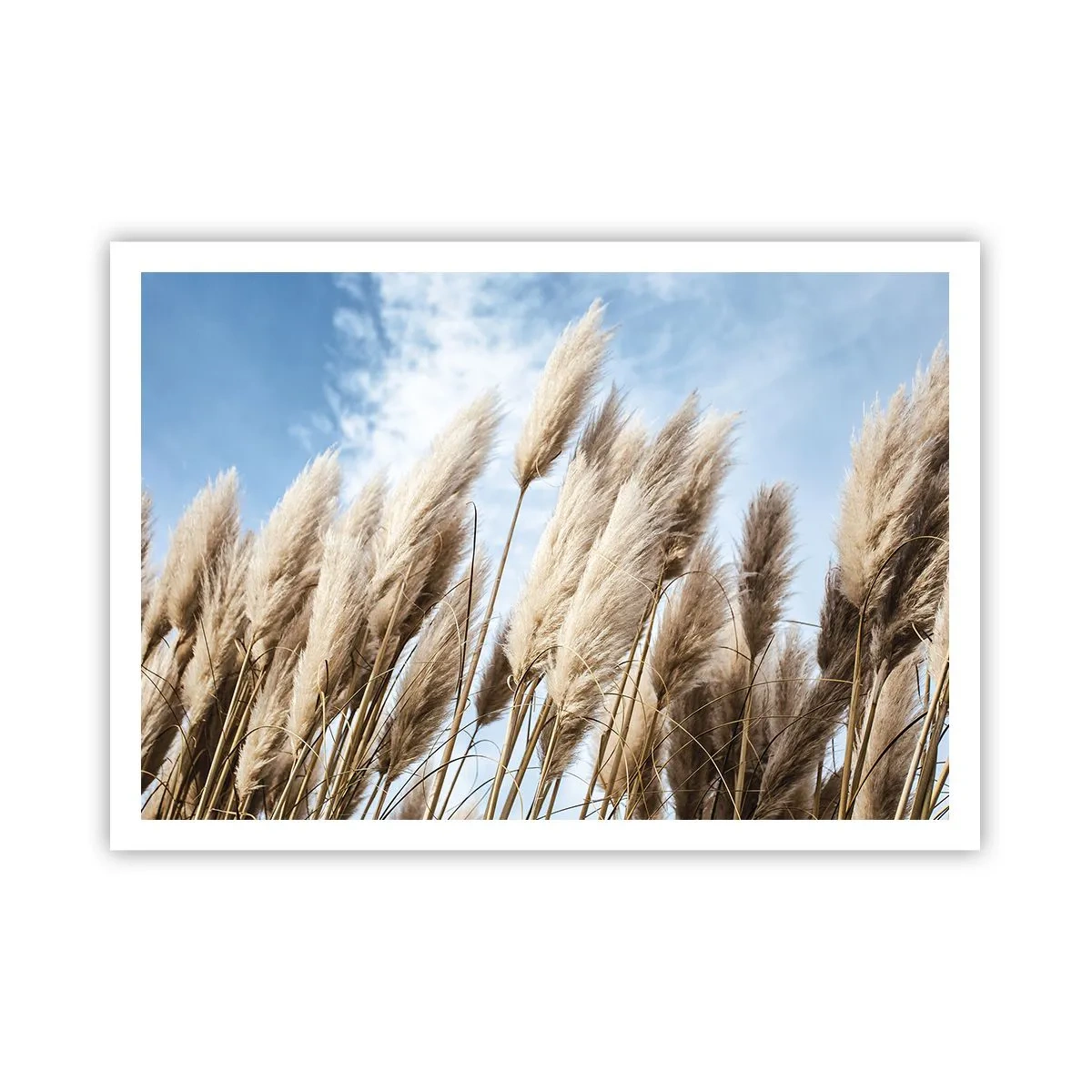 Affiche - Poster - Herbes de pampa délicates contre un ciel bleu avec des nuages légers - 100x70cm - Caresse ensoleillée et venteuse - Décoration murale moderne pour le salon et la chambre ARTTOR