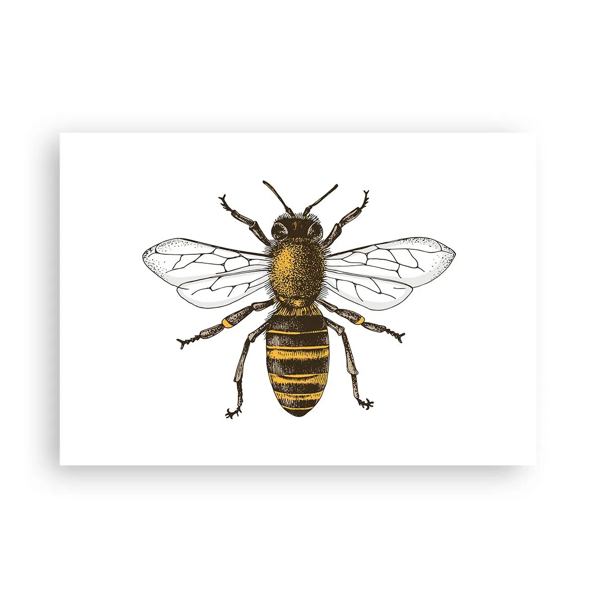 Affiche - Poster - Illustration détaillée d'une abeille sur fond blanc - 100x70cm - Belle et bonne - Décoration murale moderne pour le salon et la chambre ARTTOR