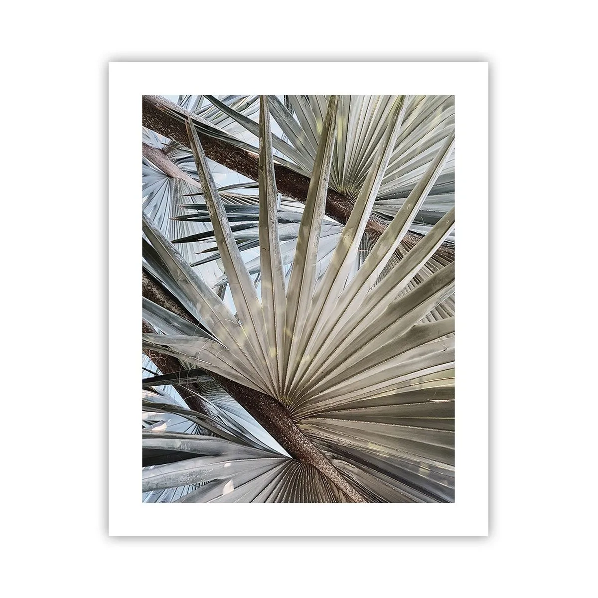 Affiche - Poster - Evantail sous les tropiques - 40x50 cm