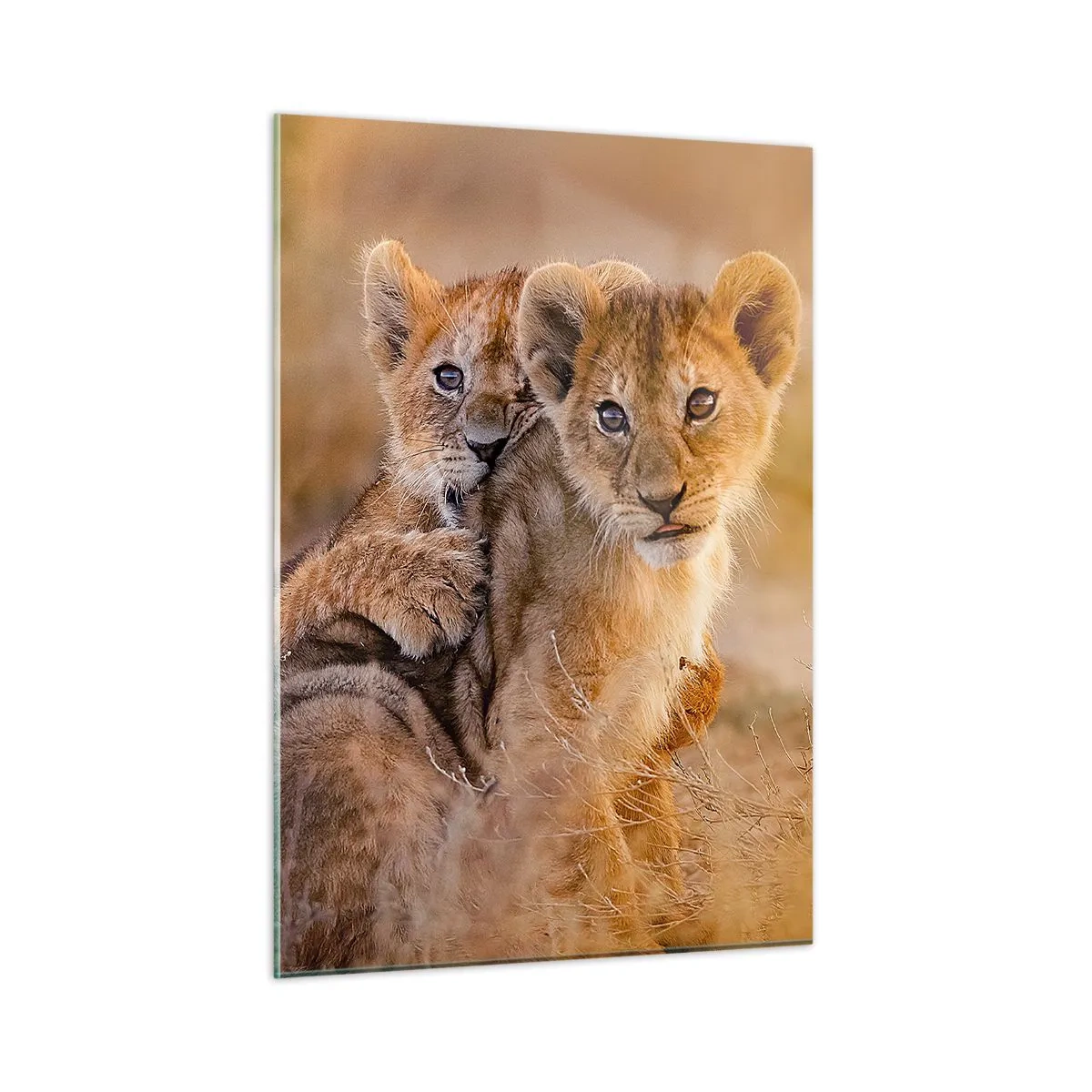 Impression sur verre - Image sur verre - Deux jeunes lionceaux dans un cadre naturel de savane - 50x70cm - Ne pas déranger! On s'amuse - Décoration murale moderne pour le salon et la chambre ARTTOR