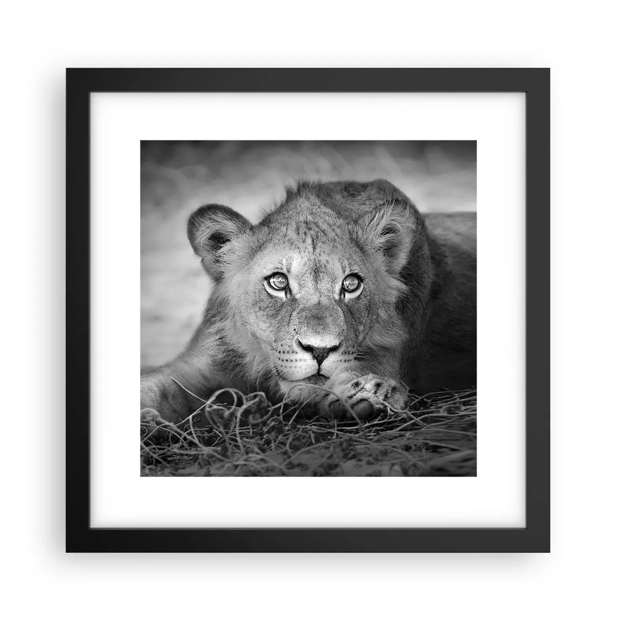 Affiche dans un cadre noir - Poster - Chiot royal - 30x30 cm