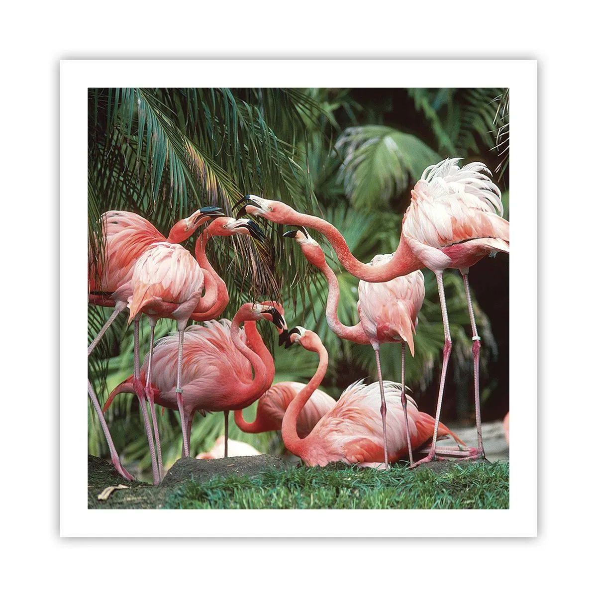 Affiche - Poster - Potins d'après-midi - 60x60 cm