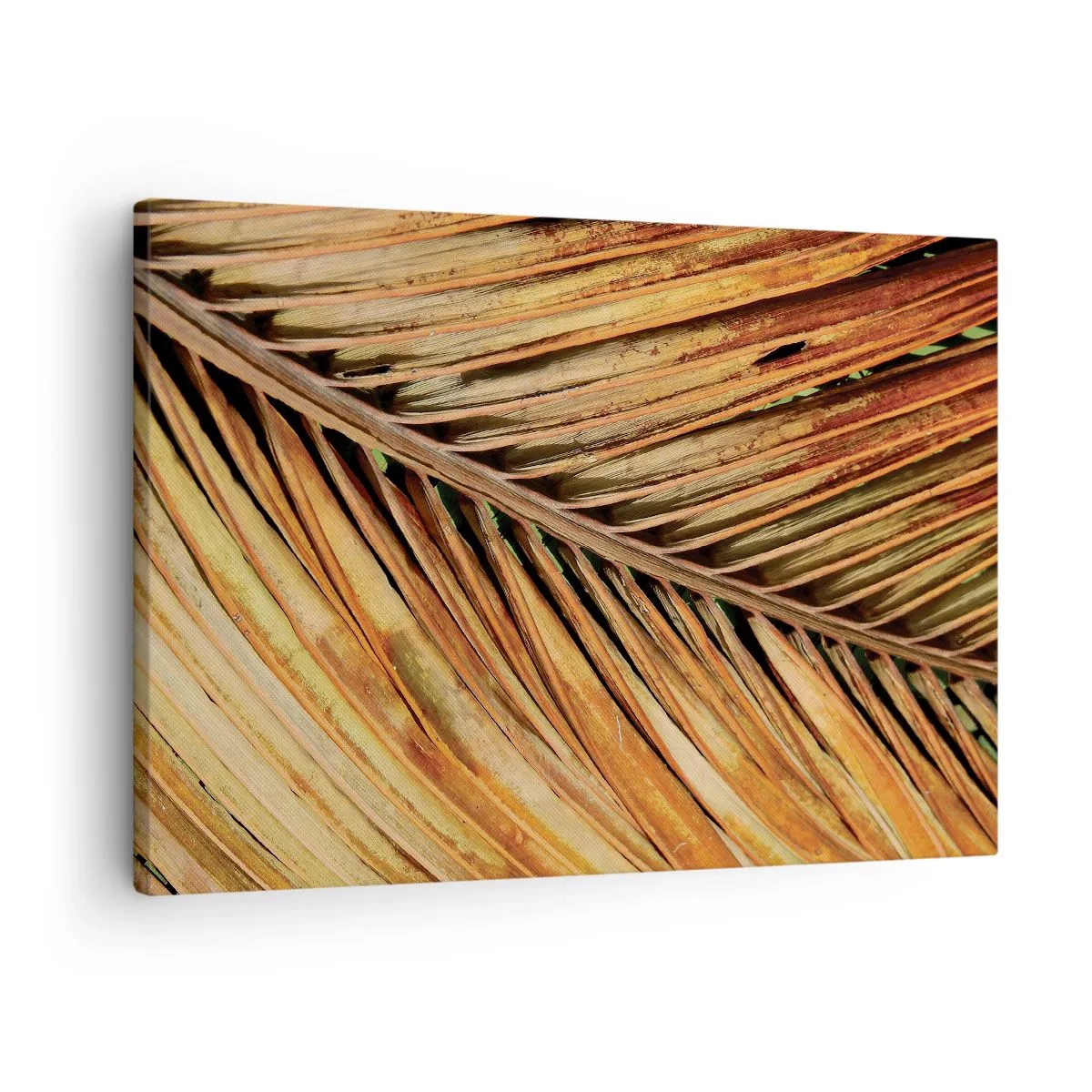 Impression sur toile - Image sur toile - Gros plan d'une feuille de palmier sèche aux tons chauds - 70x50cm - Or de noix de coco - Décoration murale moderne pour le salon et la chambre ARTTOR