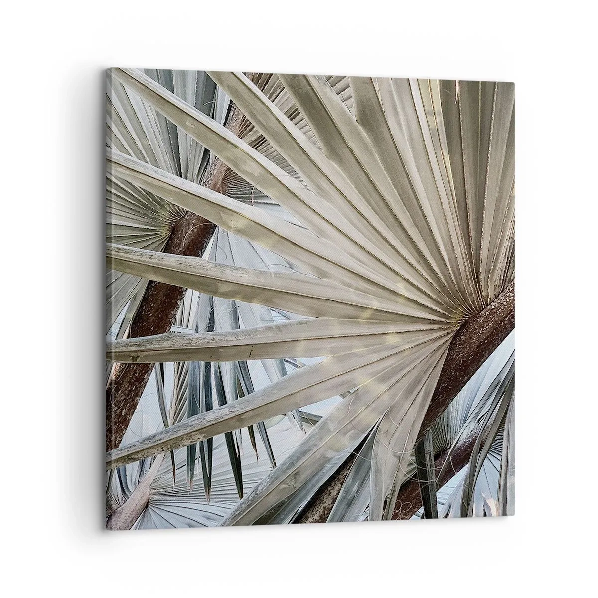 Impression sur toile - Image sur toile - Evantail sous les tropiques - 60x60 cm