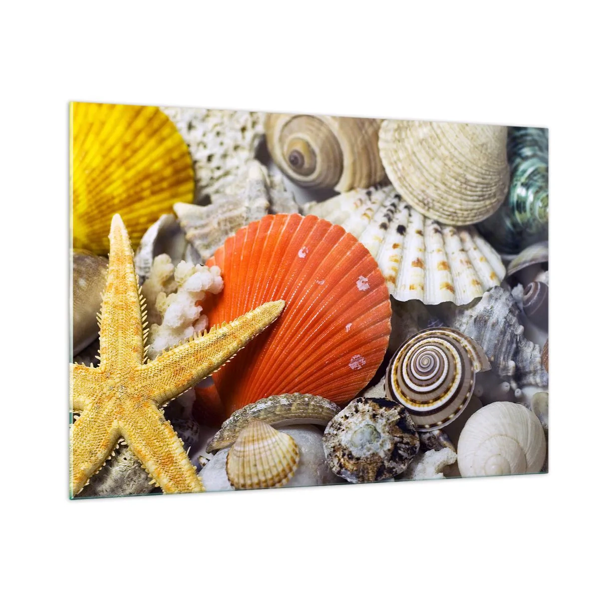 Impression sur verre - Image sur verre - Coquillages colorés et étoiles de mer dans une composition marine - 100x70cm - Trésors de l'océan - Décoration murale moderne pour le salon et la chambre ARTTOR