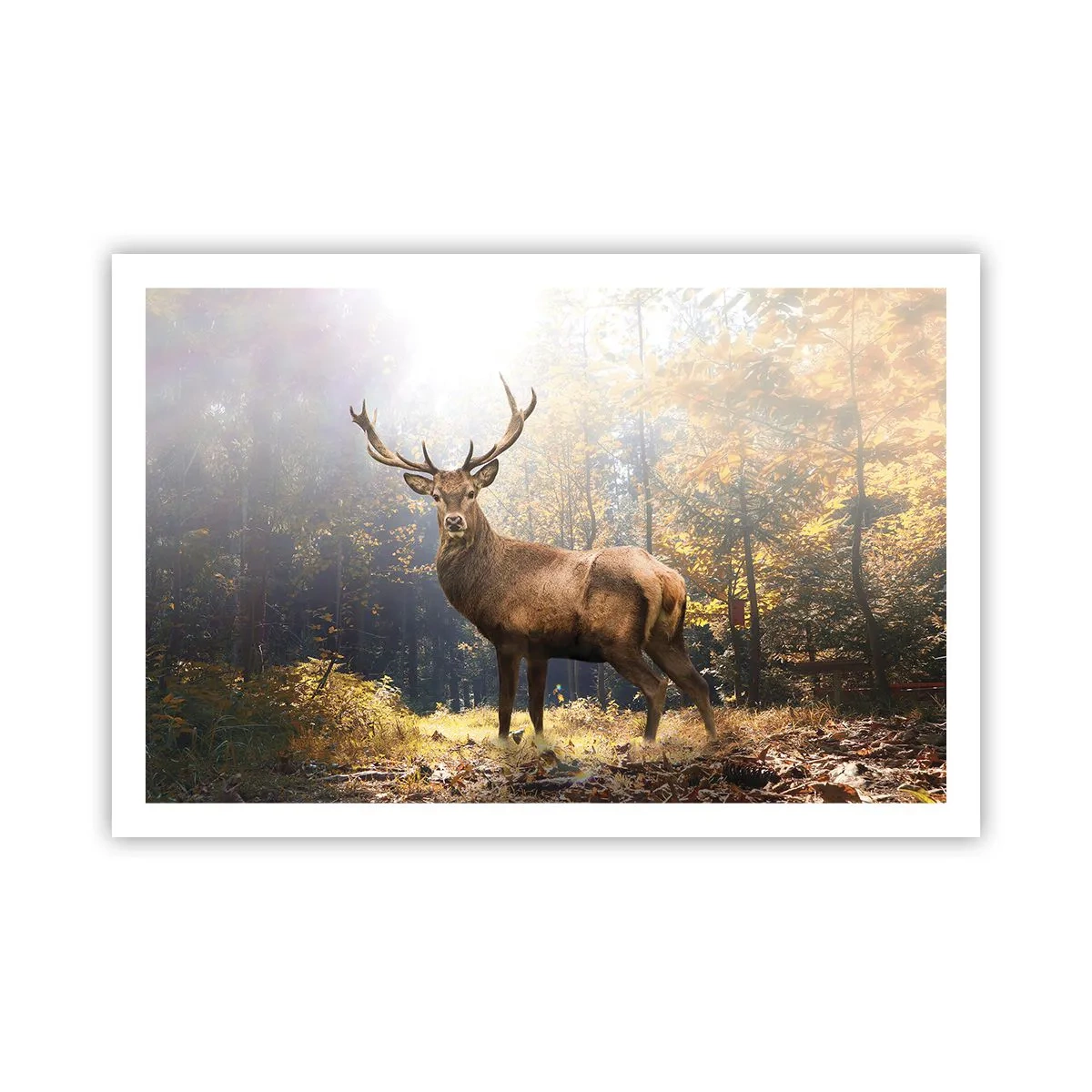 Affiche - Poster - Toute sa majesté - 91x61 cm