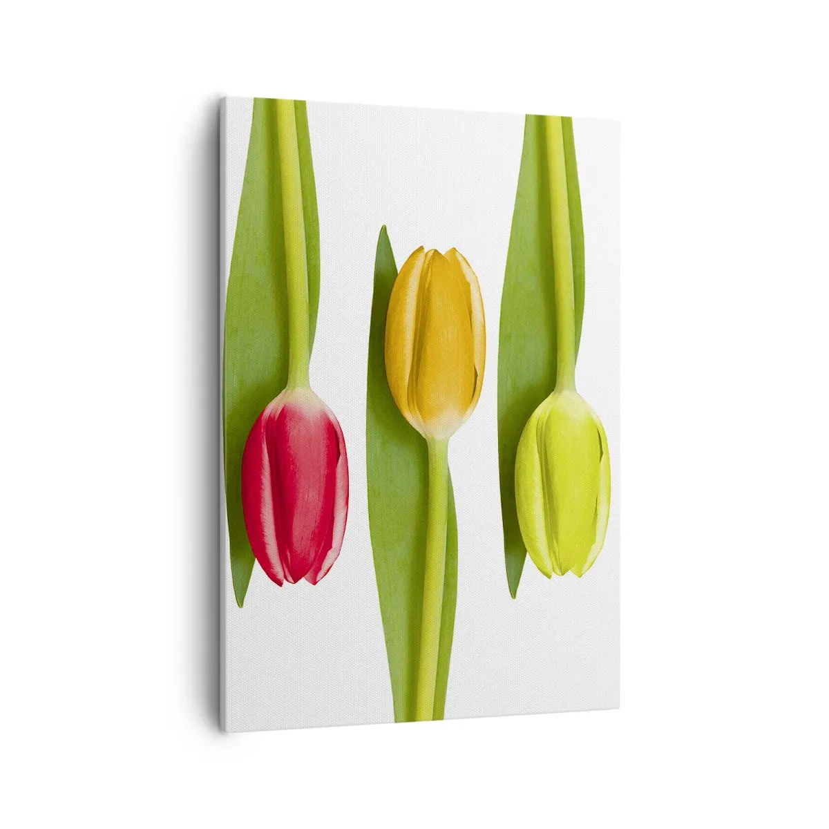 Impression sur toile - Image sur toile - Tulipes multicolores disposées en rangée sur fond blanc - 50x70cm - Composition arc-en-ciel - Décoration murale moderne pour le salon et la chambre ARTTOR