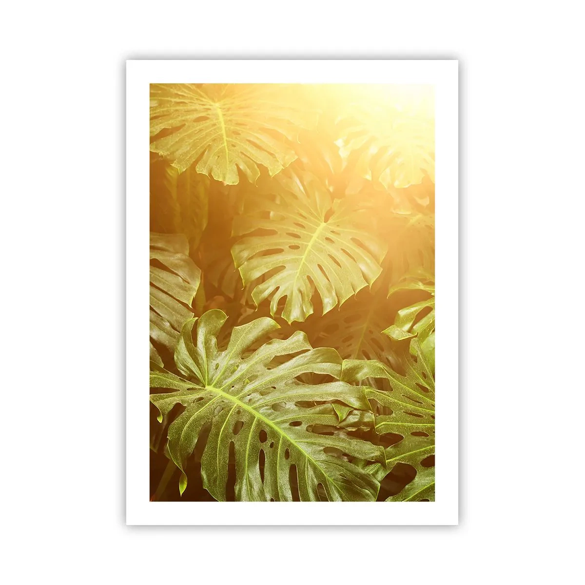 Affiche - Poster - Les feuilles de Monstera sous les rayons du soleil créent une atmosphère tropicale - 50x70cm - Se fondre dans la verdure - Décoration murale moderne pour le salon et la chambre ARTTOR