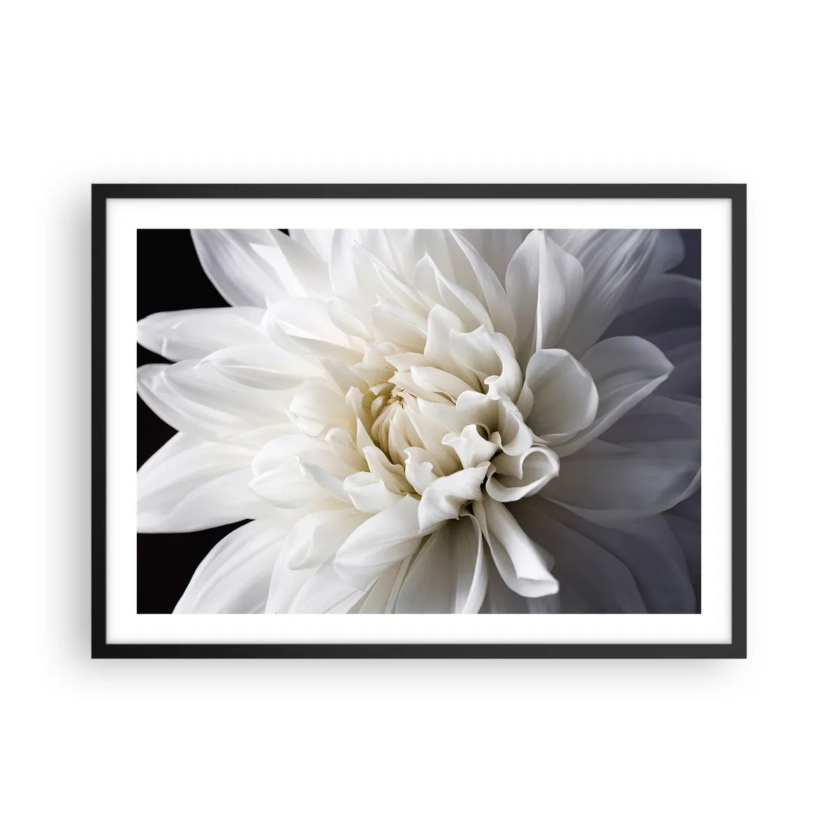 Affiche dans un cadre noir - Poster - Une délicate fleur blanche sur fond noir dans une composition élégante - 70x50cm - Le matin de la jeune mariéé - Décoration murale moderne pour le salon et la chambre ARTTOR