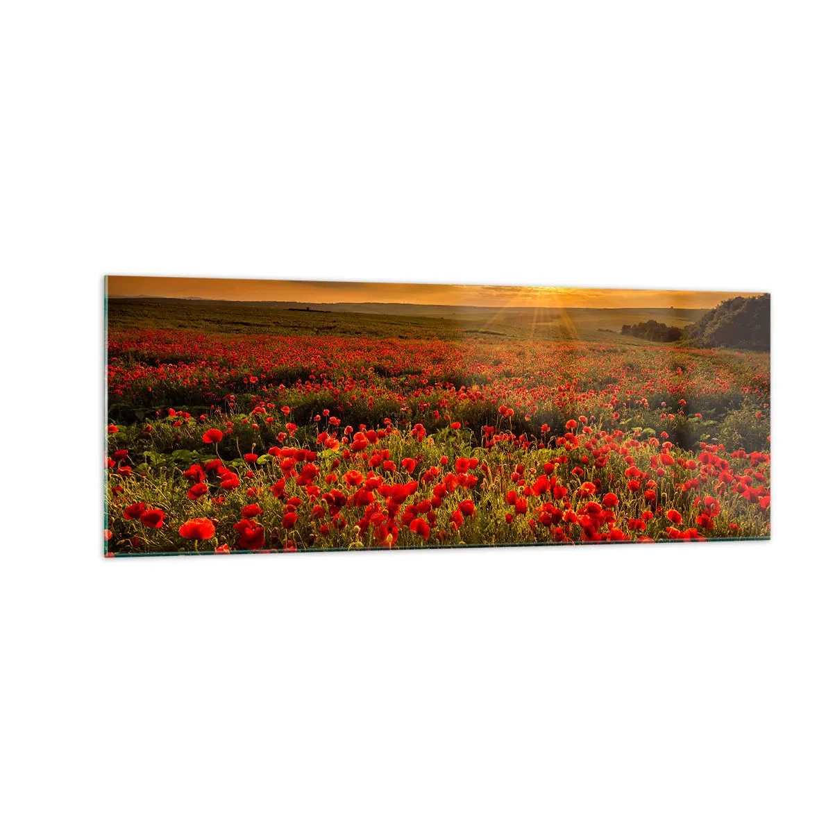 Impression sur verre - Image sur verre - Un champ de coquelicots rouges dans la lueur du soleil couchant - 140x50cm - Parmi les vagues des prairies bruissantes, parmi les fleurs du déluge - Décoration murale moderne pour le salon et la chambre ARTTOR