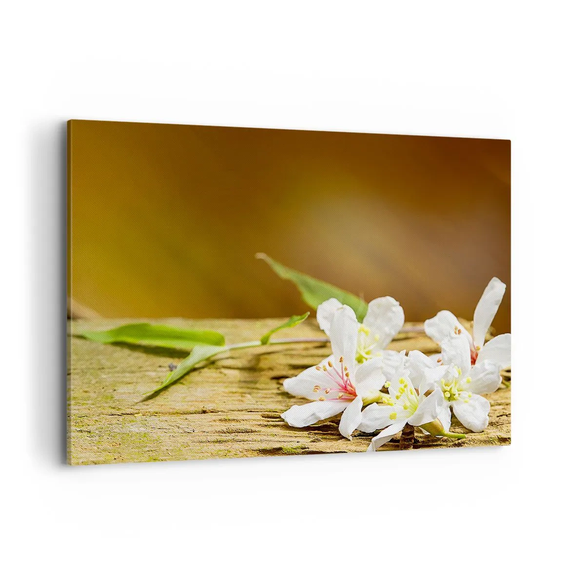 Impression sur toile - Image sur toile - Fleurs blanches sur fond de bois à la lumière naturelle - 120x80cm - Une promesse innocente - Décoration murale moderne pour le salon et la chambre ARTTOR