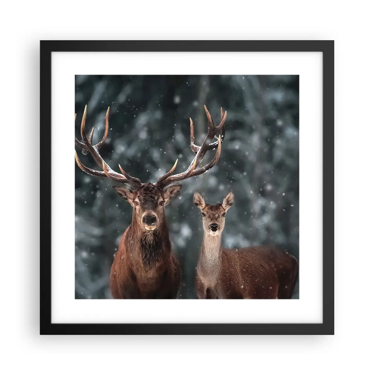 Affiche dans un cadre noir - Poster - Le roi de la forêt avec sa femme - 40x40 cm