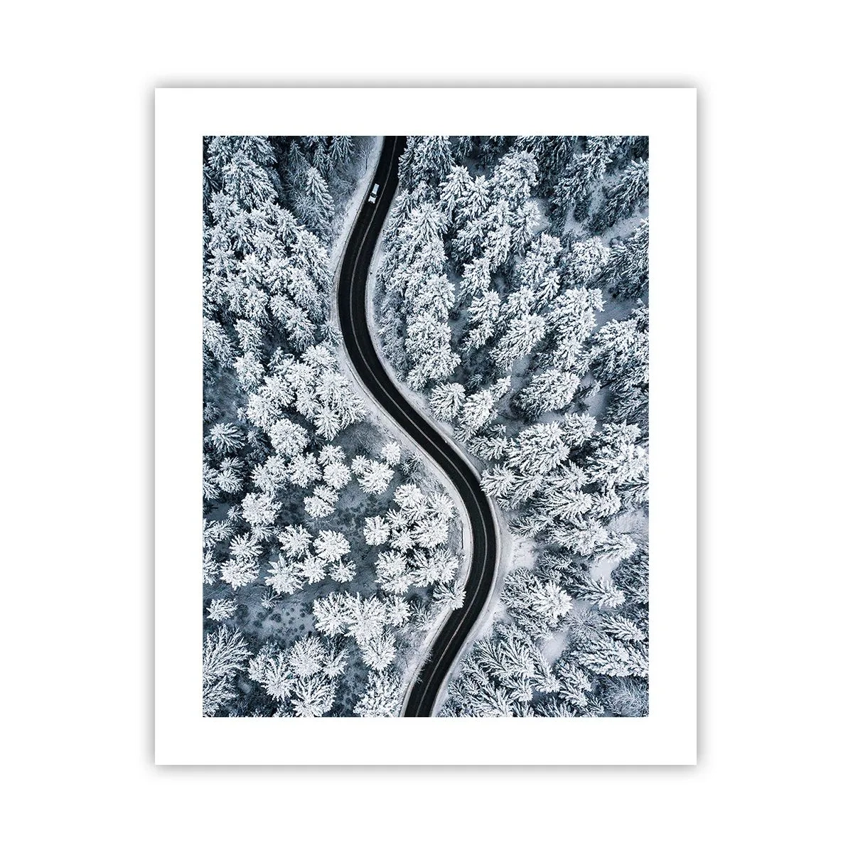 Affiche - Poster - À travers une forêt d'hiver - 40x50 cm