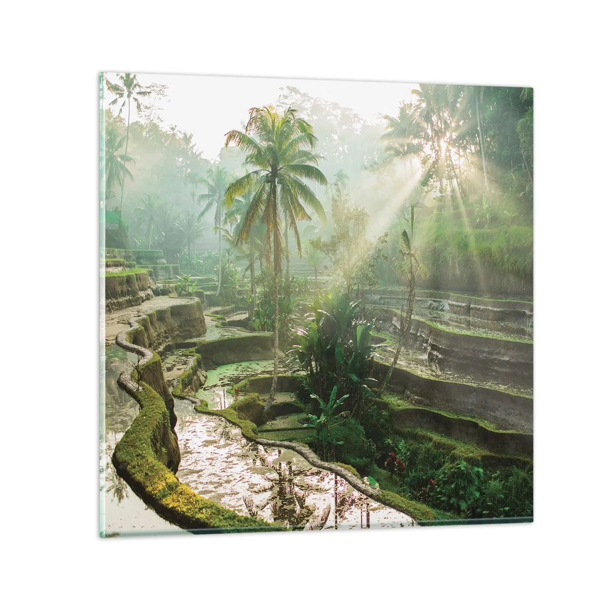 Impression sur verre - Image sur verre - Grandir au soleil - 50x50 cm