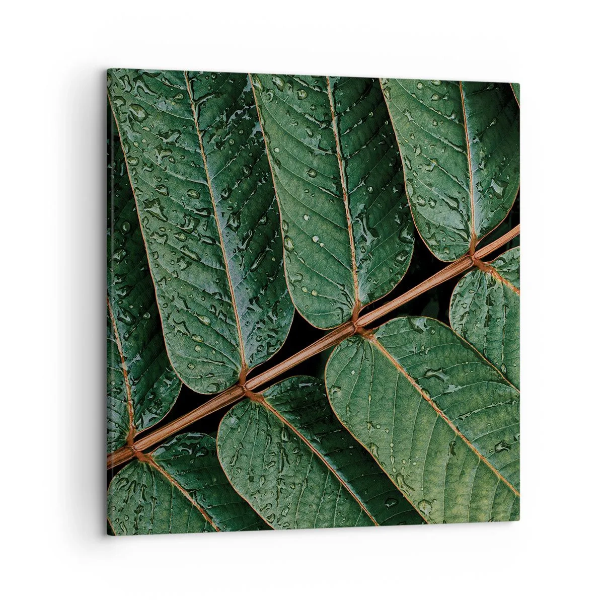 Impression sur toile - Image sur toile - Au rythme de la verdure - 50x50 cm