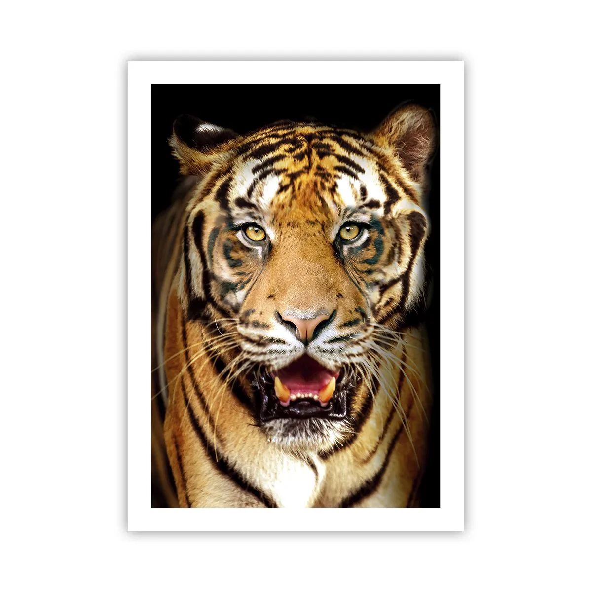 Affiche - Poster - Portrait d'un tigre sur fond noir - 50x70cm - Le coeur sauvageon - Décoration murale moderne pour le salon et la chambre ARTTOR