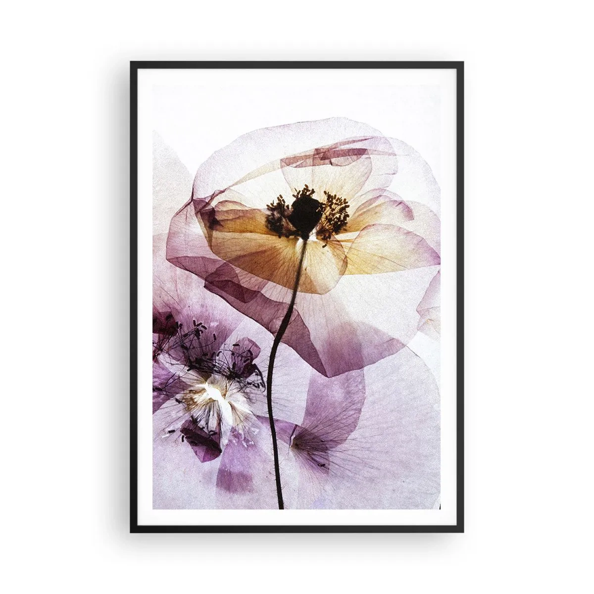 Affiche dans un cadre noir - Poster - Corps de fleurs transparente - 70x100 cm
