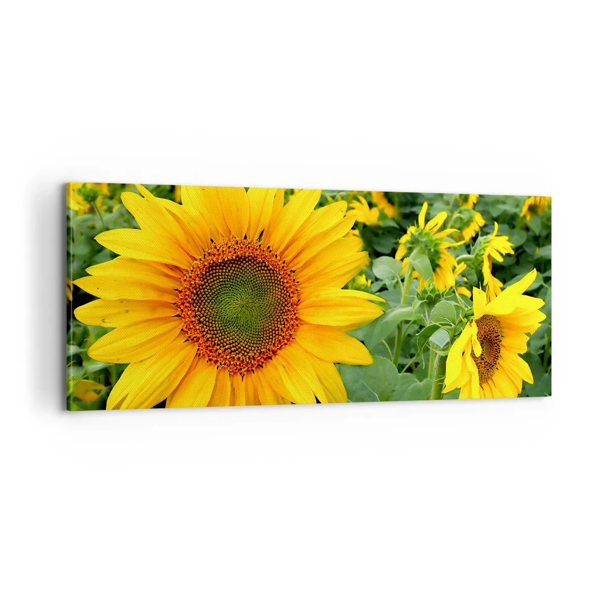 Impression sur toile - Image sur toile - Des centaines de soleils se sont embrasés - 100x40 cm