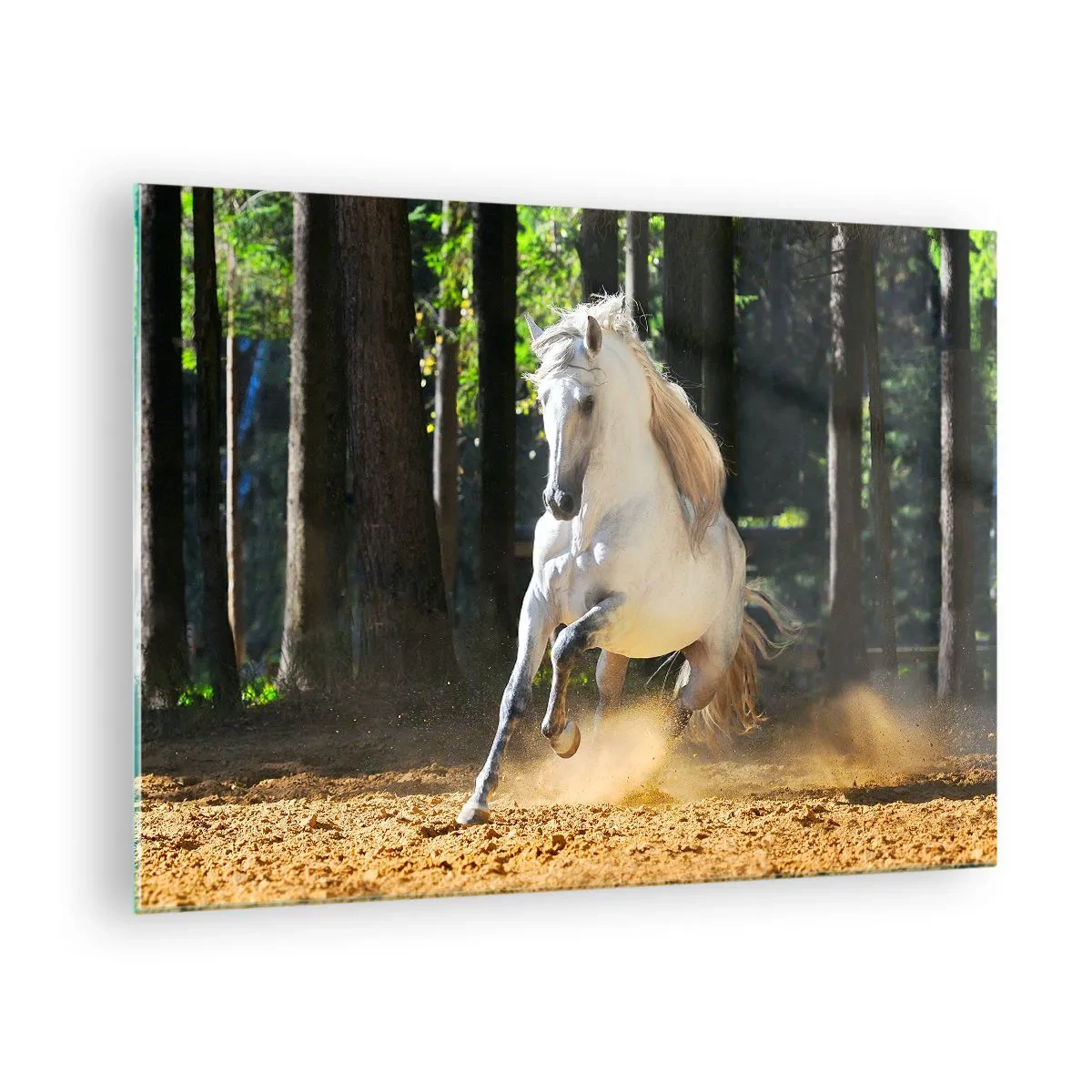 Impression sur verre - Image sur verre - Un cheval blanc galope sur un sol sablonneux dans la forêt - 70x50cm - Comme dans un roman fantastique - Décoration murale moderne pour le salon et la chambre ARTTOR