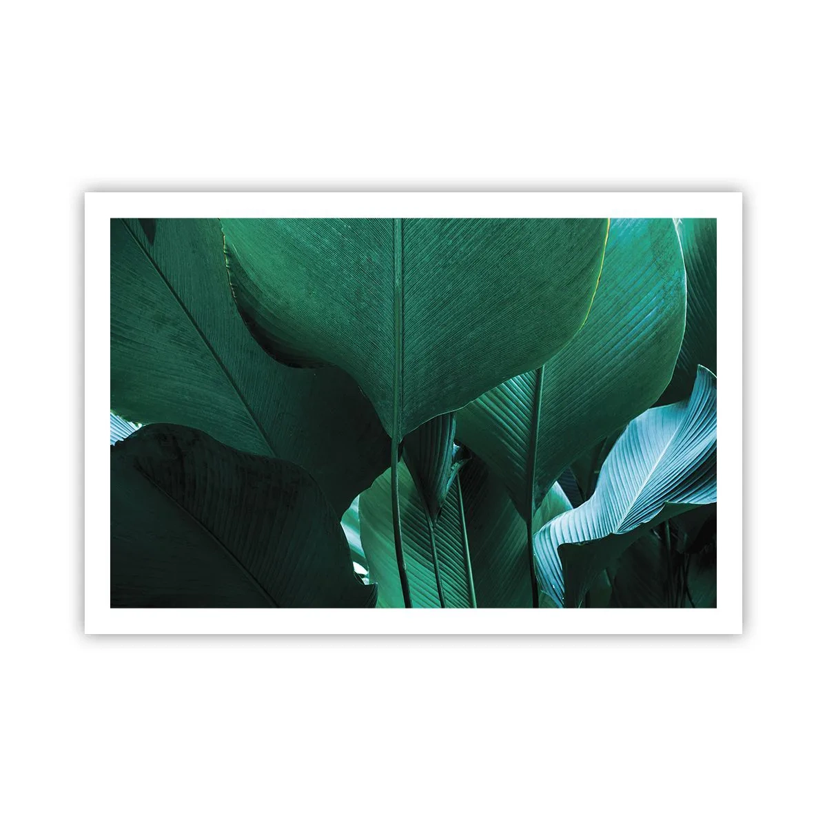 Affiche - Poster - Tourné vers la lumière - 91x61 cm