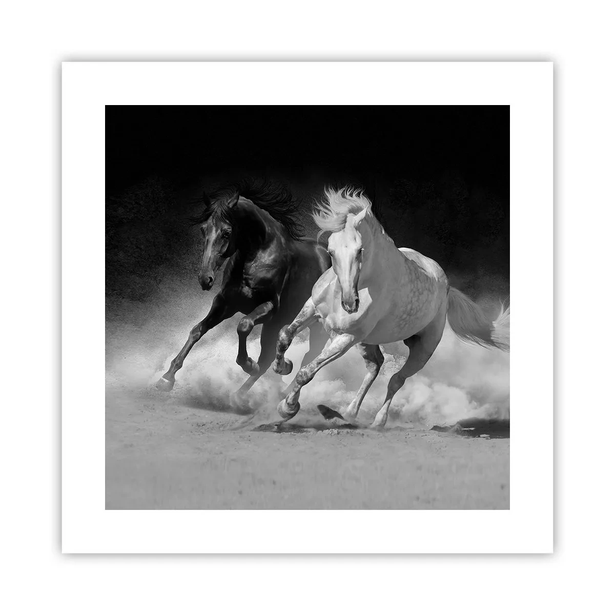 Affiche - Poster - Galop de la liberté - 40x40 cm