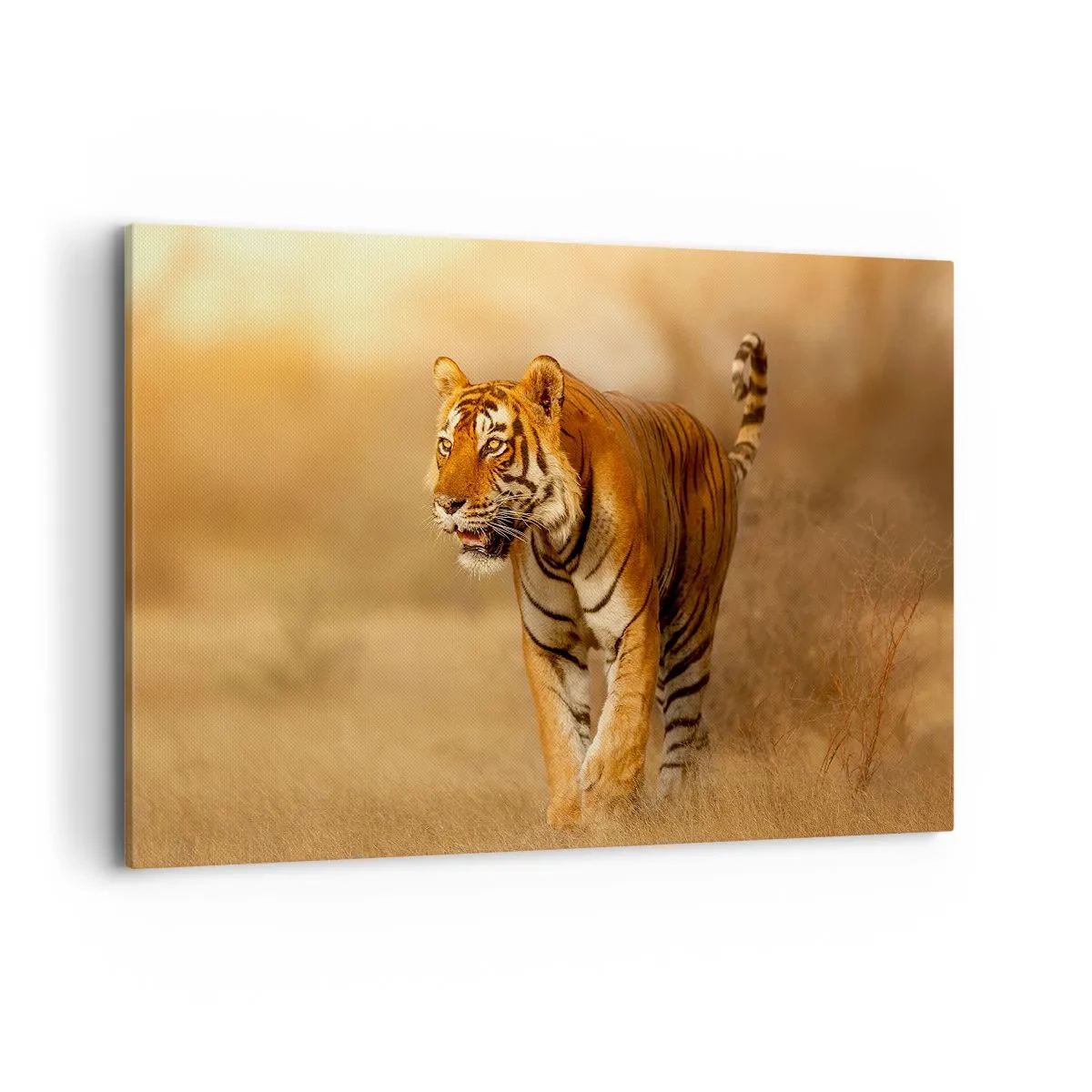 Impression sur toile - Image sur toile - Un tigre marchant dans la savane aux couleurs chaudes - 120x80cm - Avant l'attaque - Décoration murale moderne pour le salon et la chambre ARTTOR