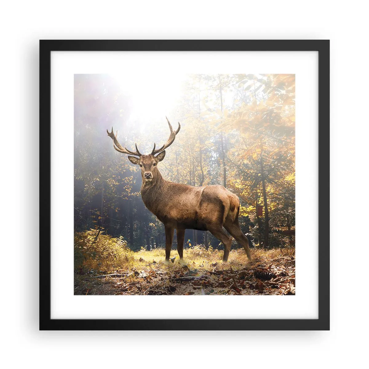 Affiche dans un cadre noir - Poster - Toute sa majesté - 40x40 cm