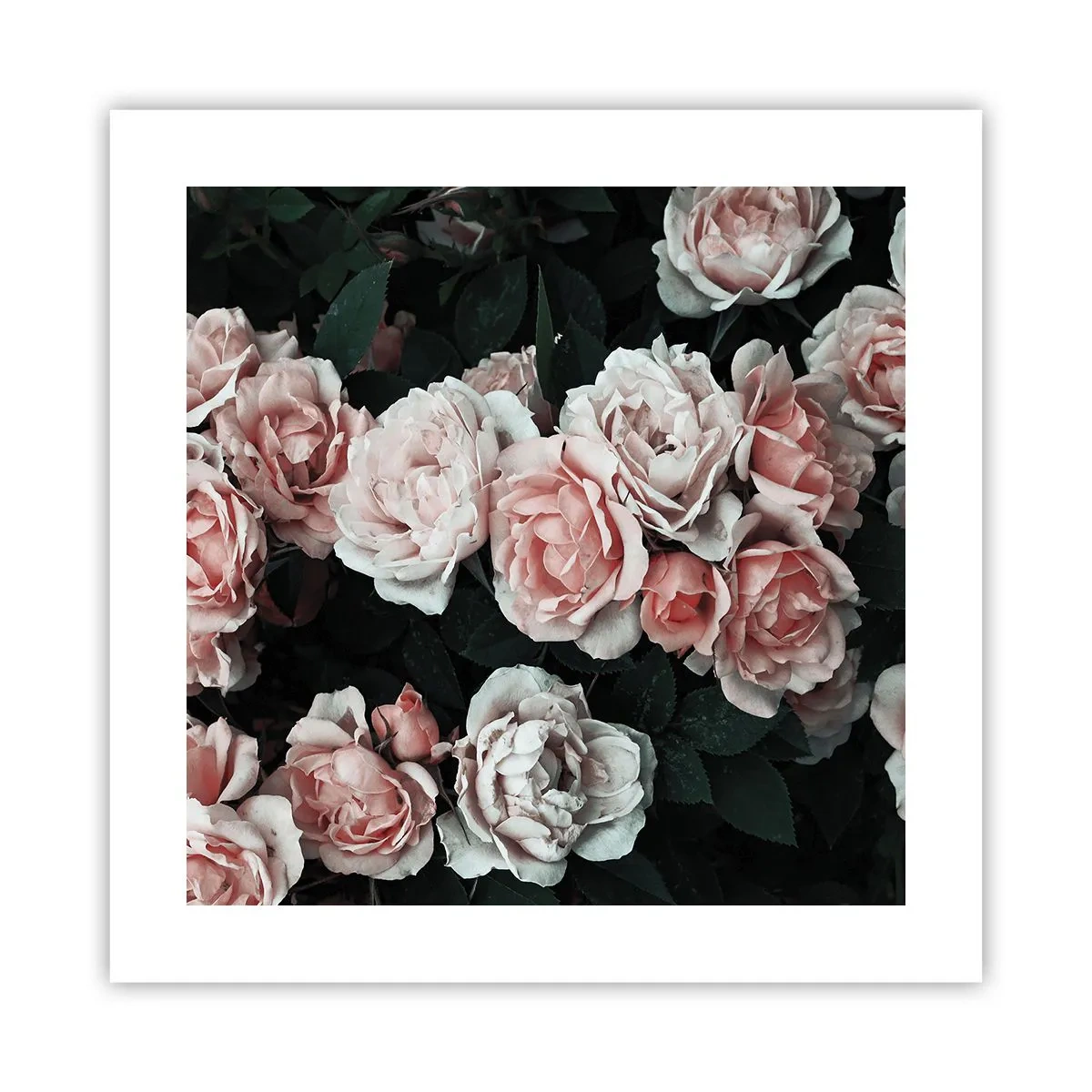 Affiche - Poster - Ensemble de rose - 40x40 cm