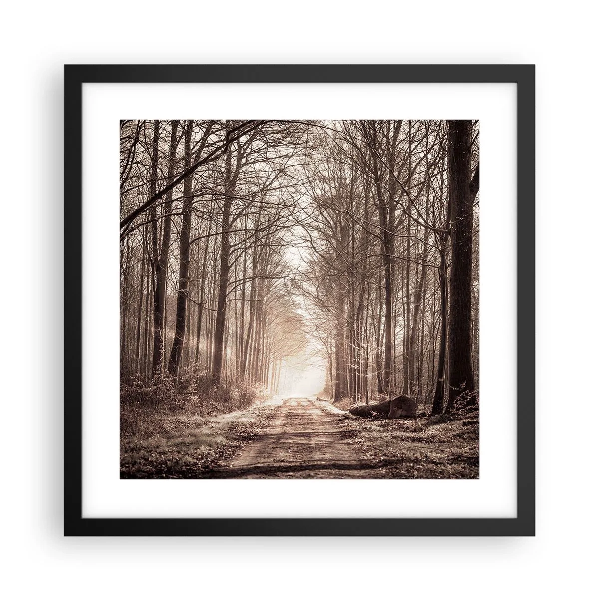 Affiche dans un cadre noir - Poster - Cathédrale de la forêt - 40x40 cm