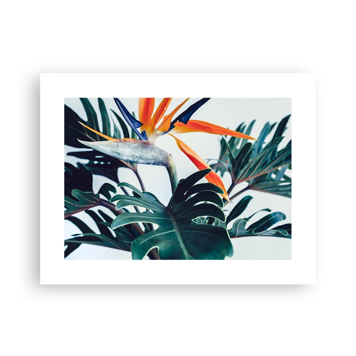 Affiche - Poster - Le buisson oiseaux - 40x30 cm