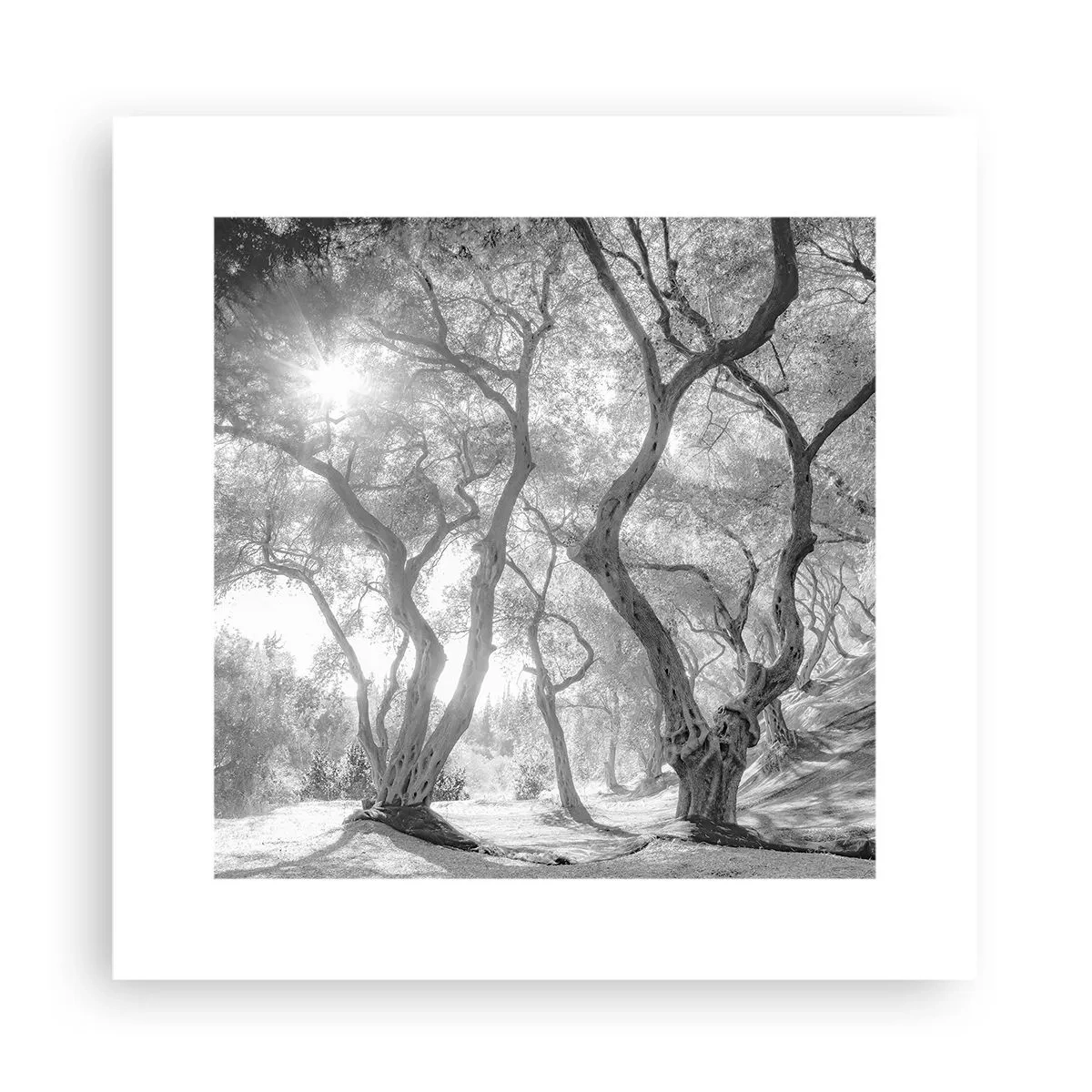 Affiche - Poster - Dans l'oliveraie - 30x30 cm