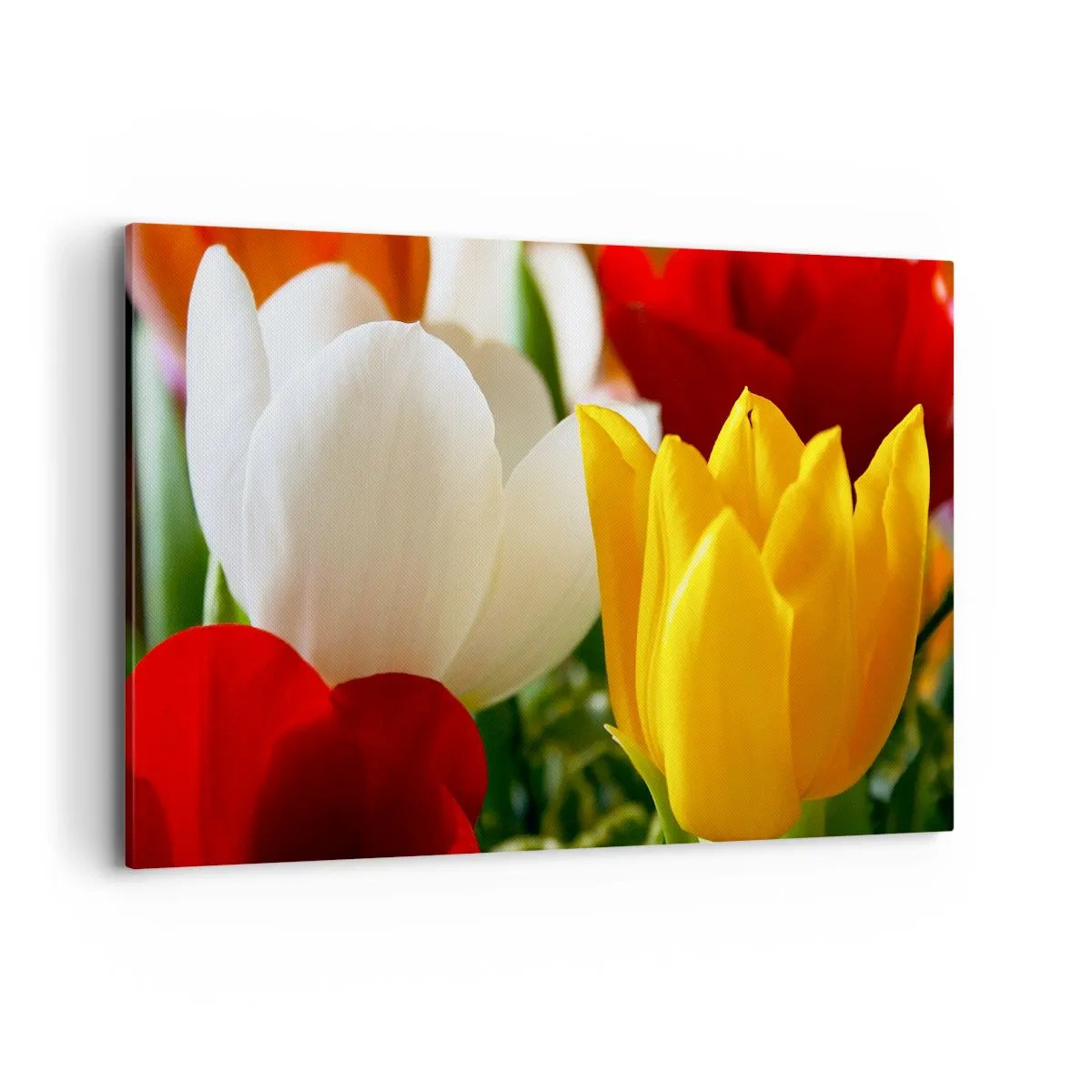 Impression sur toile - Image sur toile - Gros plan de tulipes colorées sur un fond printanier - 120x80cm - La fièvre des tulipes - Décoration murale moderne pour le salon et la chambre ARTTOR