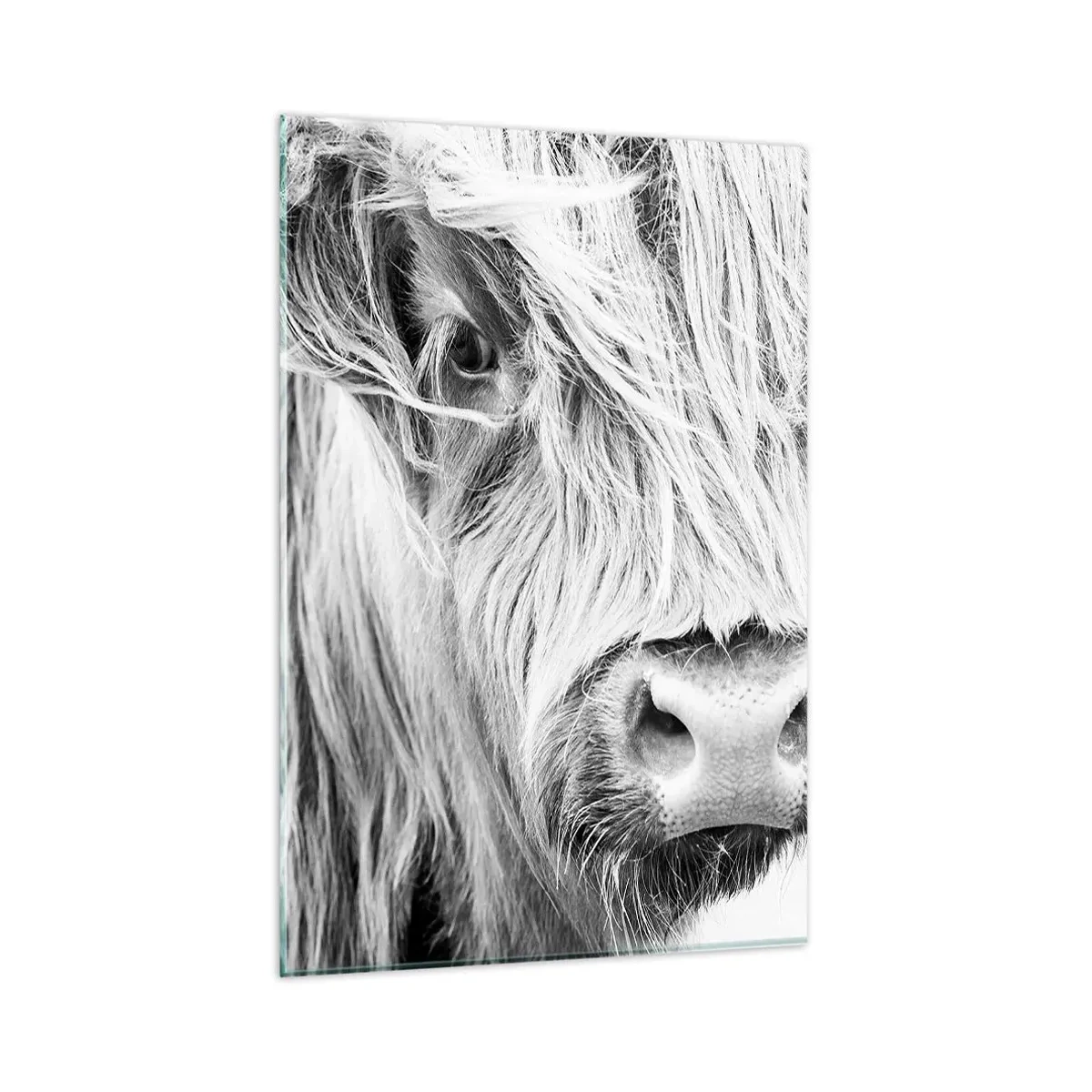 Impression sur verre - Image sur verre - Portrait d'une vache écossaise en noir et blanc - 80x120cm - Sauvagerie écossaise - Décoration murale moderne pour le salon et la chambre ARTTOR