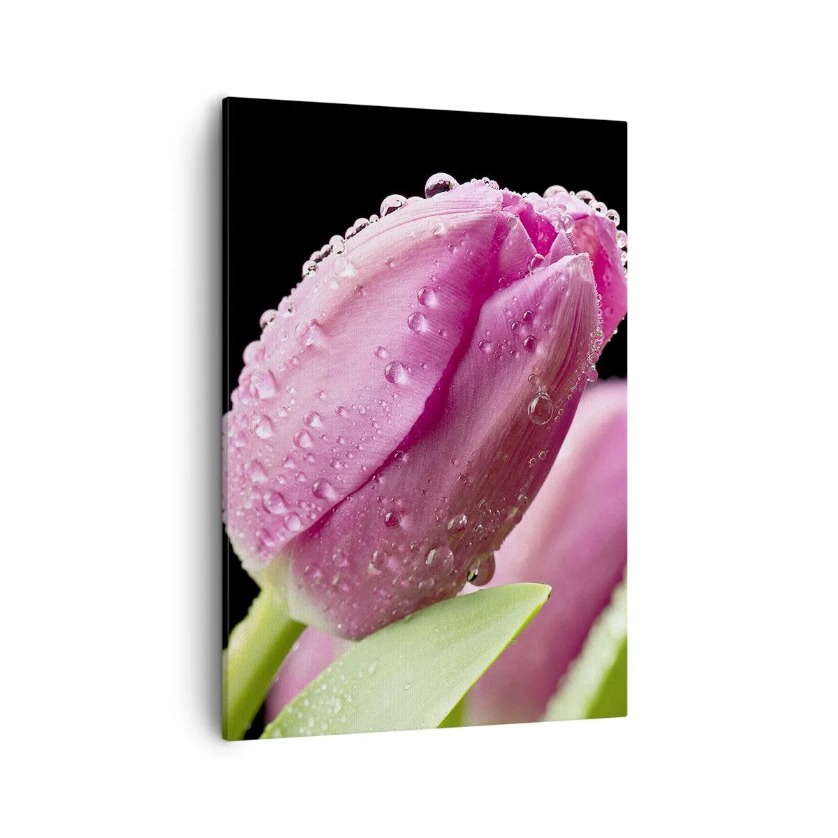 Impression sur toile - Image sur toile - Tulipe rose avec des gouttes d'eau sur fond noir - 50x70cm - Rêve de lilas dans la rosée - Décoration murale moderne pour le salon et la chambre ARTTOR
