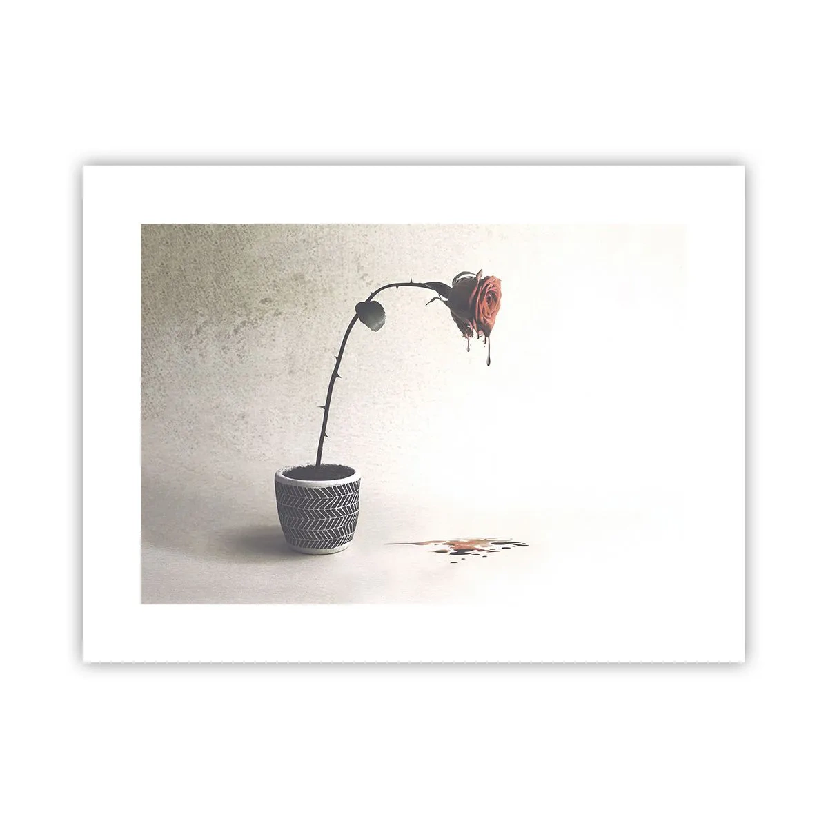 Affiche - Poster - Rosa dolorosa - 40x30 cm