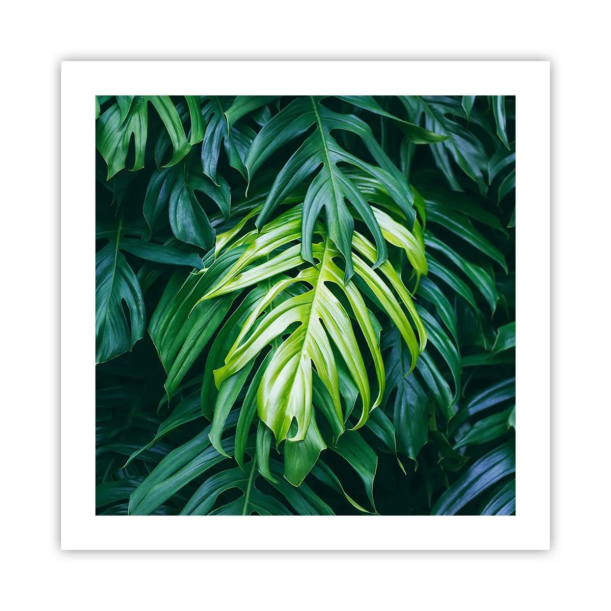 Affiche - Poster - Immergez-vous dans la fraîcheur - 50x50 cm