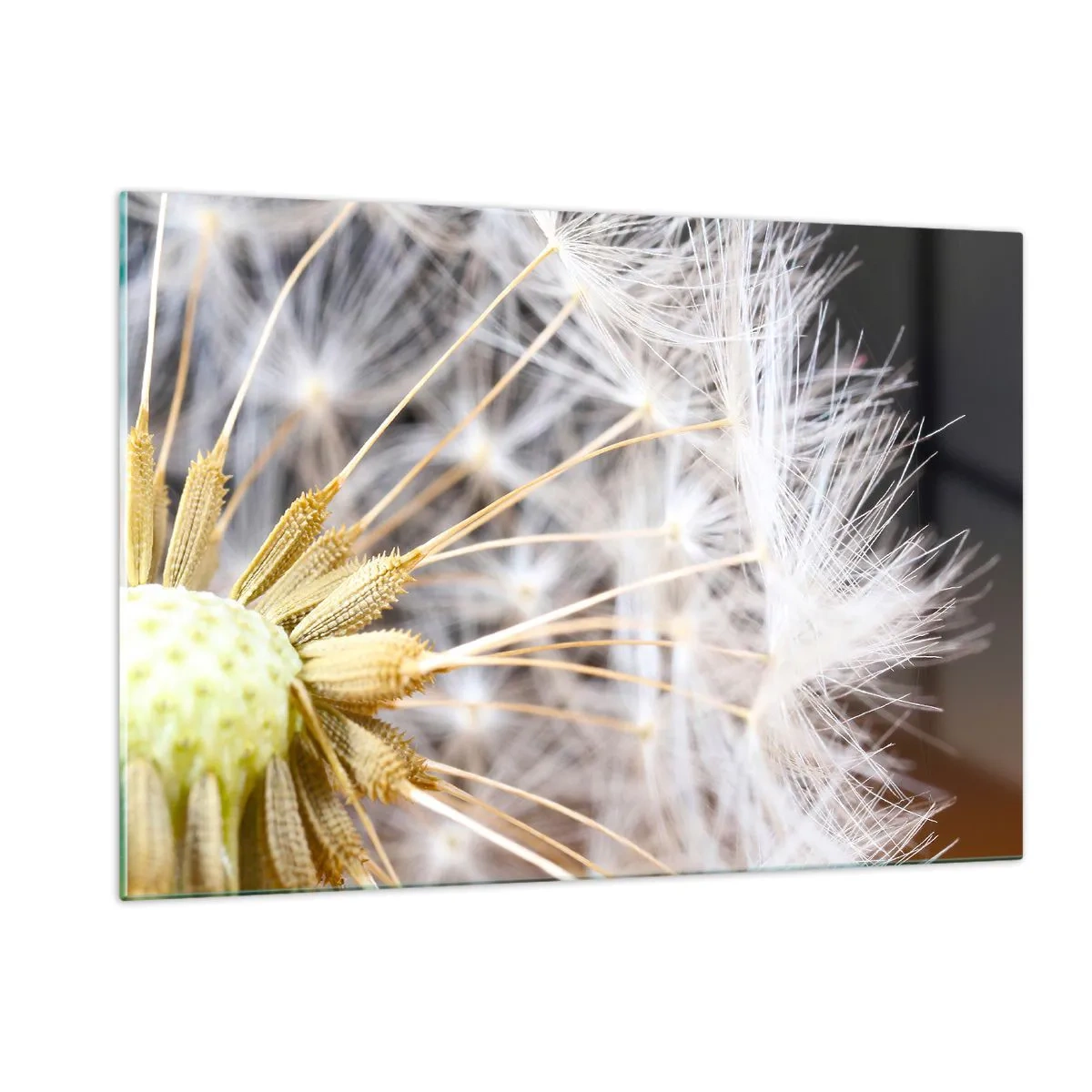 Impression sur verre - Image sur verre - Gros plan d'un pissenlit aux graines délicates - 120x80cm - Juste avant le départ - Décoration murale moderne pour le salon et la chambre ARTTOR