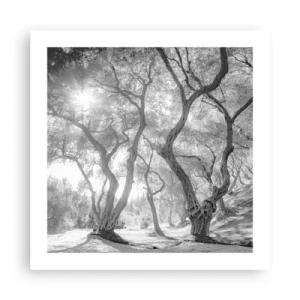 Affiche - Poster - Dans l'oliveraie - 50x50 cm